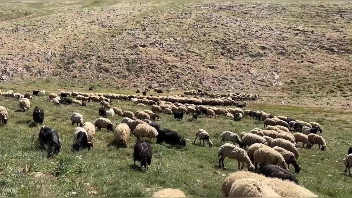 Van Çatak'ta besiciler Kurban Bayramı'nda satışlardan zarar etti