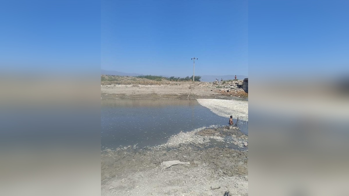 Hatay'da derede balık ölümleri