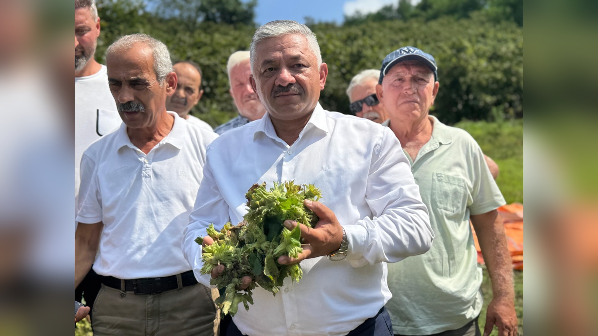 Soydan: Fındık fiyatlarının yükselmesi için kontrollü pazarlama yapacağız