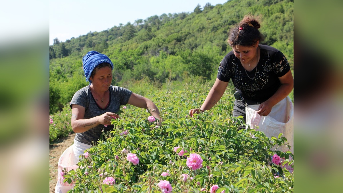 Isparta'da gül rekoltesi yüzde 30 azaldı