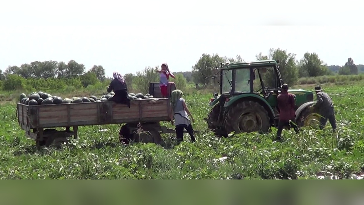 Iğdır'da erken karpuz hasadı: 1000 ton rekolte bekleniyor