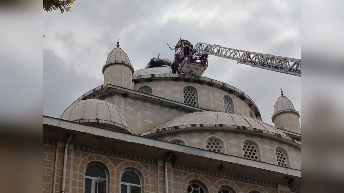 İznik'te cami kubbesindeki leylek kurtarıldı