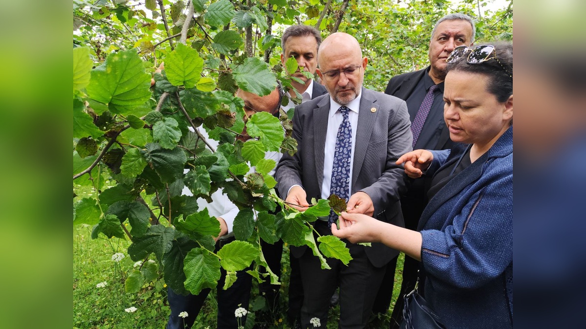 TBMM Komisyonu, Giresun'daki fındık bahçelerinde don hasarını inceledi
