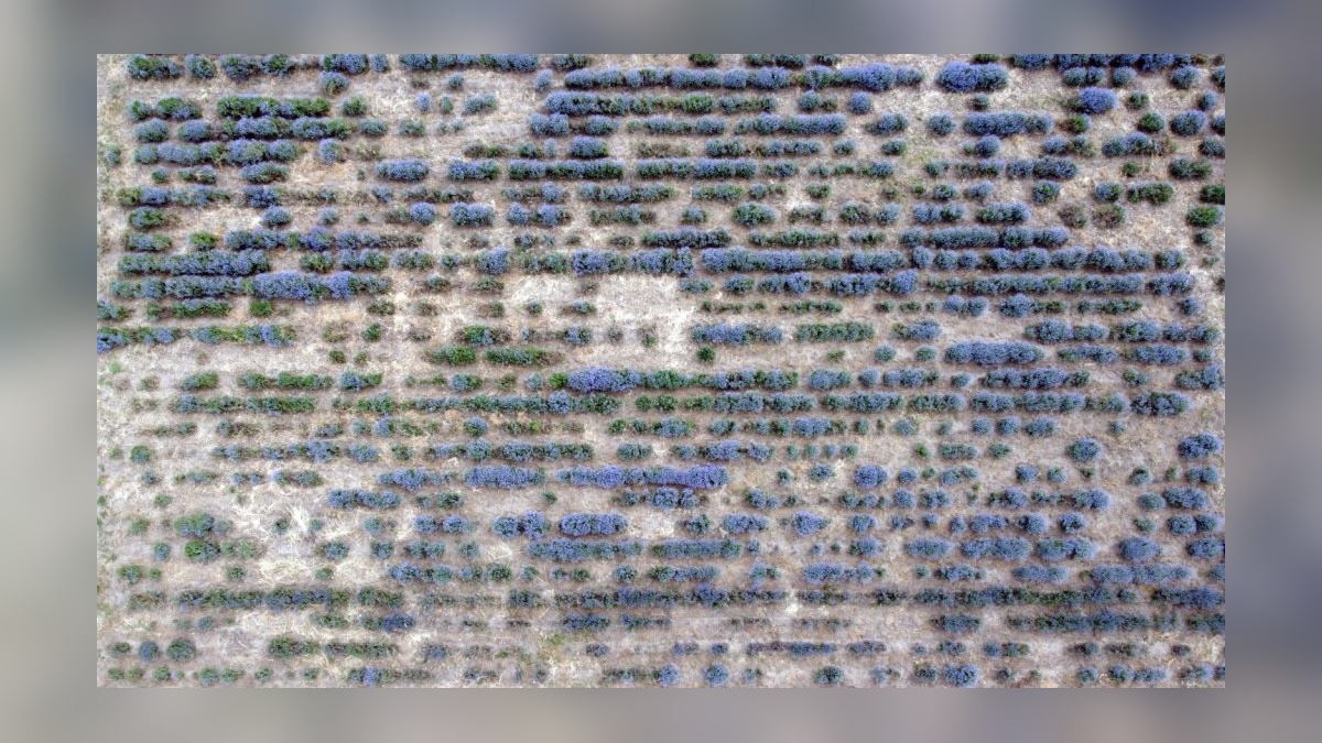 Edirne'de Lavanta Tarla Günleri başladı: Az katılımlı hasat