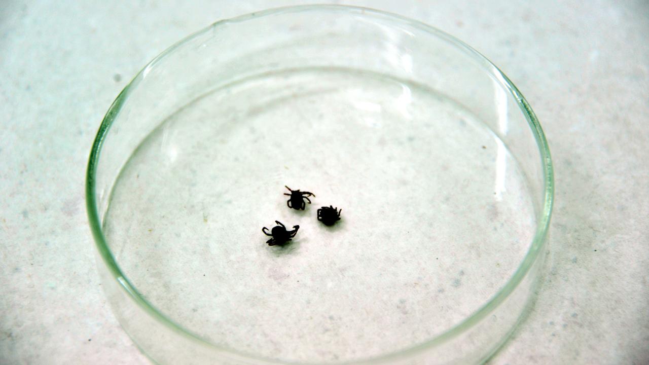 kene-aa-1488085.jpg