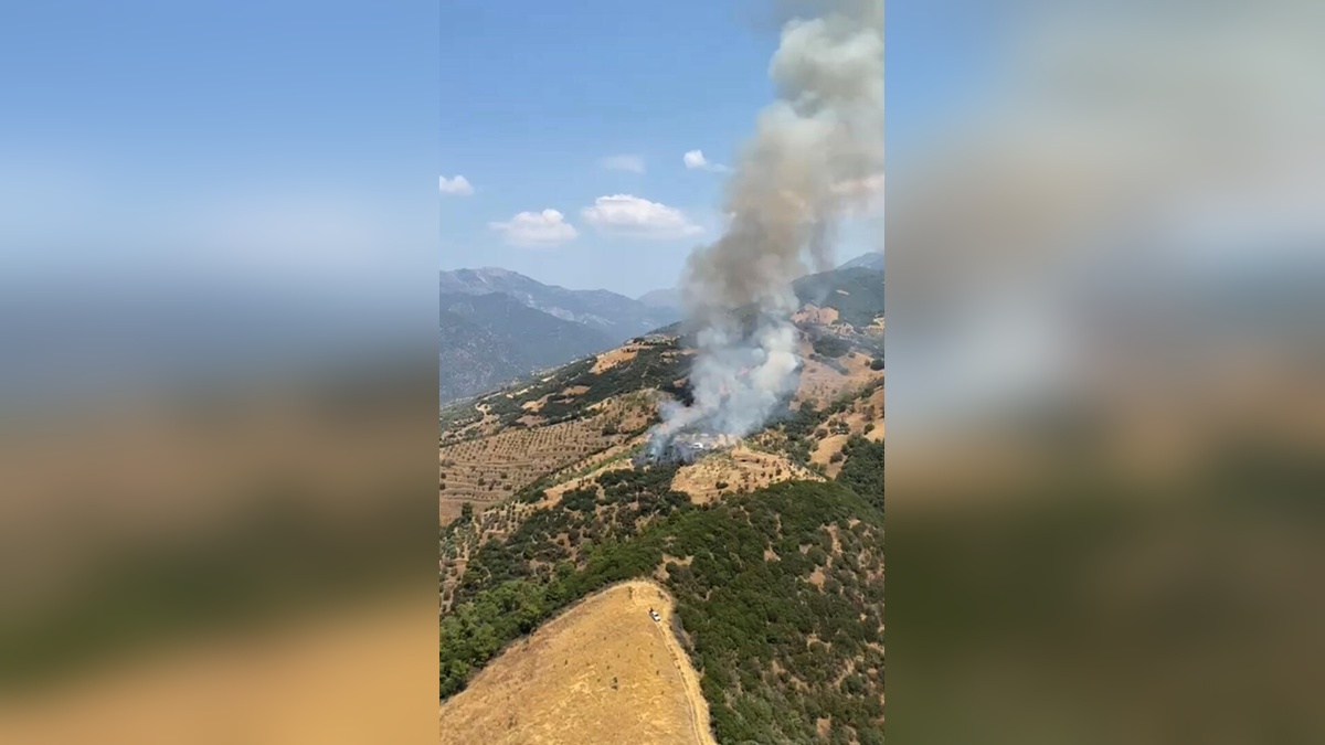 Aydın'ın Efeler ilçesinde zeytinlikte yangın