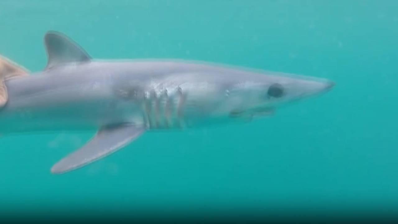 akdeniz-kopekbaligi-aa-2371358.jpg