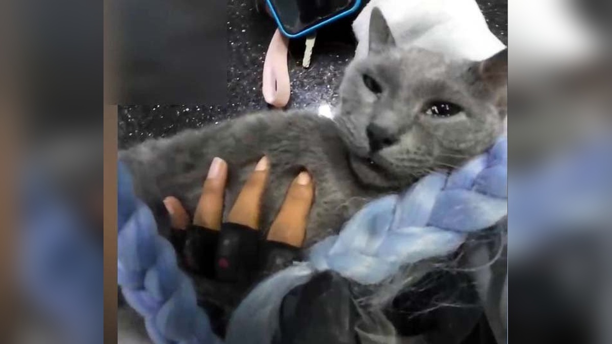 Esenyurt'ta kalp krizi geçiren kedi için ölümle yarış: Motokuryenin çabaları sonuçsuz kaldı