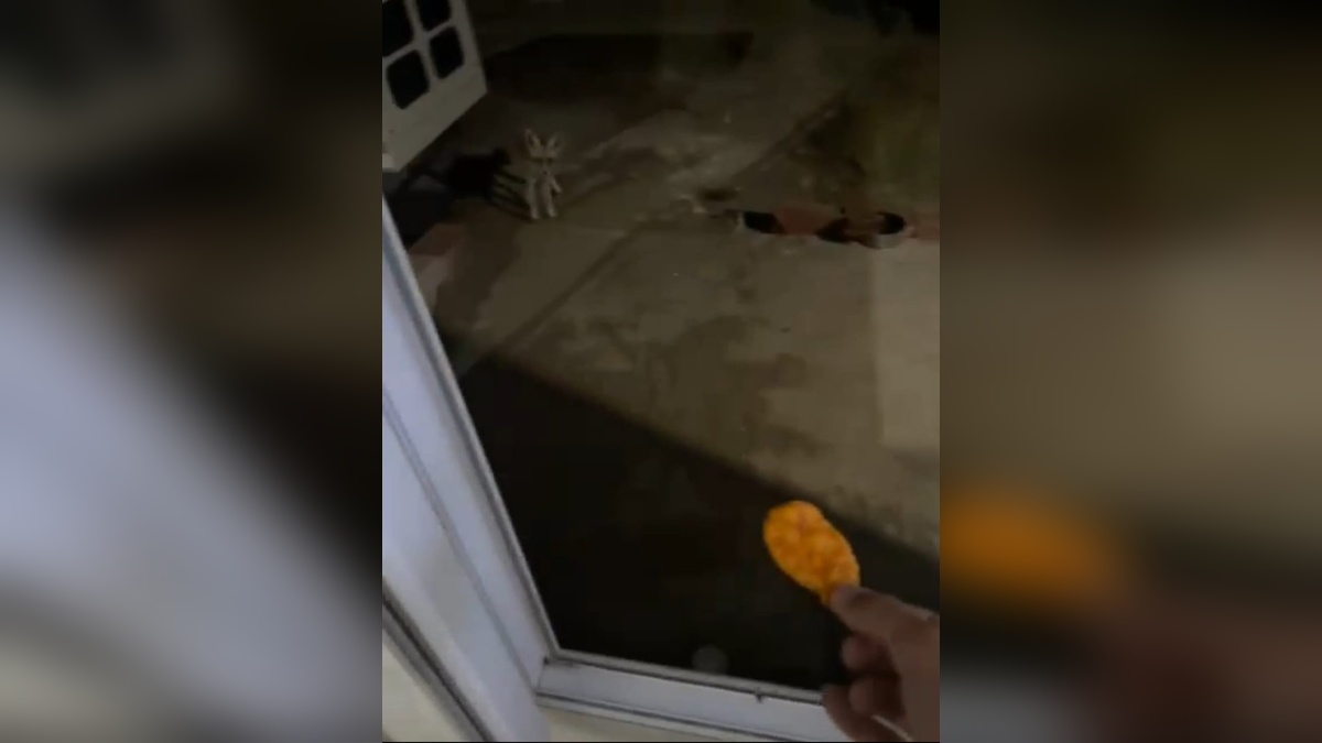 Amasya'da tilki Rıfkı, cipsle besleniyor