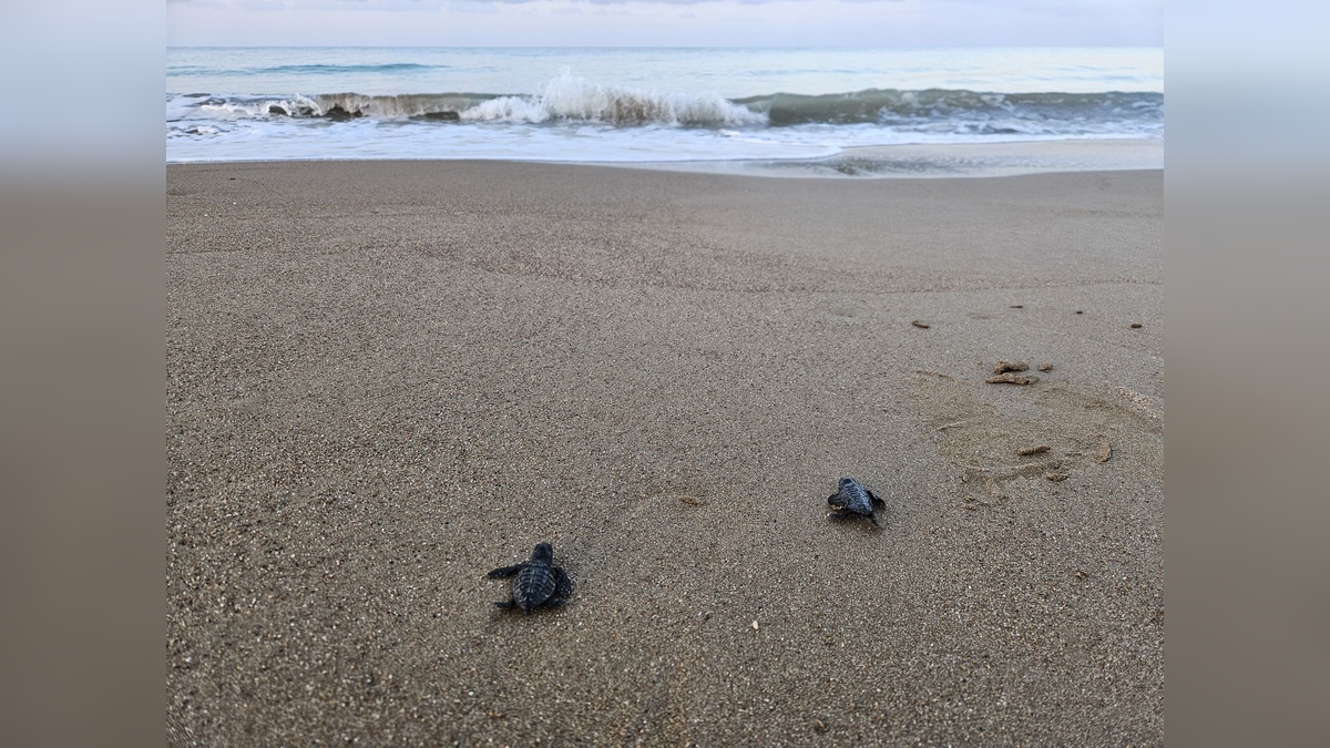 Belek kumsalında 5 bini aşkın caretta caretta yavrusu denize ulaştı