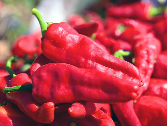 Maraş Biberi Hasadı (4)