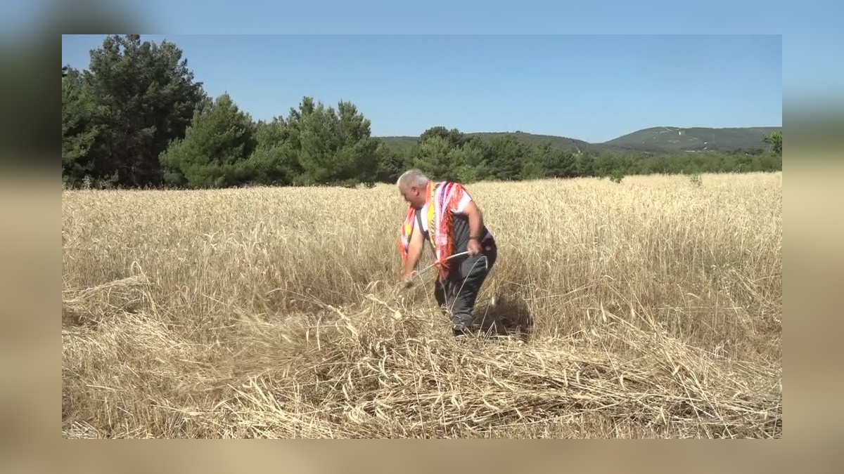 Bornova'da 5 ton Tritikale hasadı: Tavuk üreticilerine ücretsiz dağıtılacak