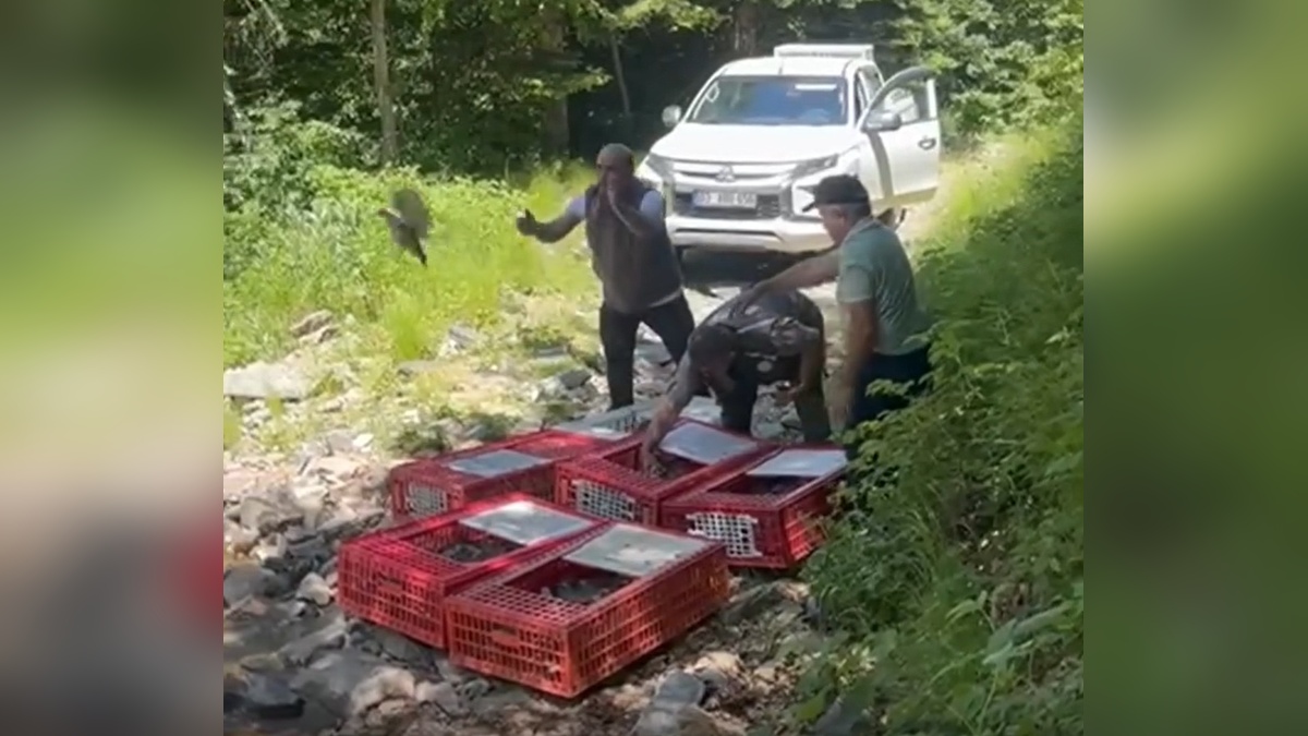 Bursa'da 1400 keklik doğaya bırakıldı: KKKA ile mücadele kapsamında