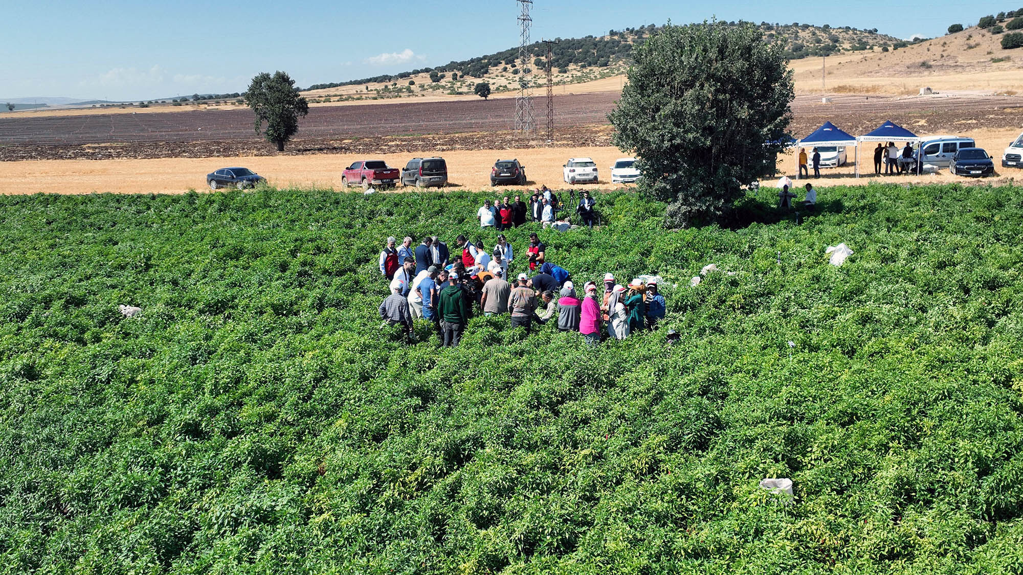 Maraş Biberi Hasadı (6)