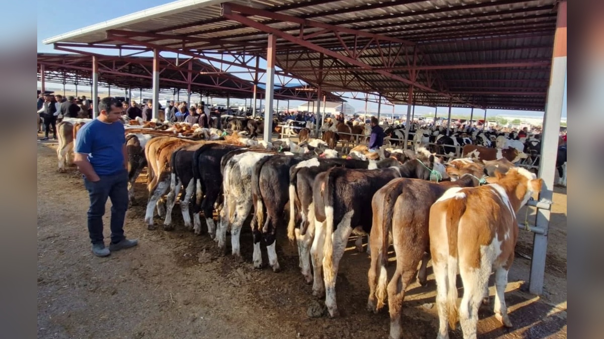 Kırşehir'de şap hastalığı: Canlı hayvan pazarı kapatıldı