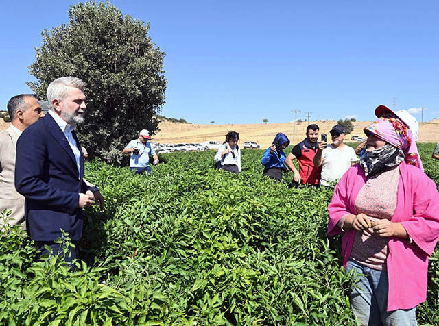 Maraş Biberi Hasadı (7)