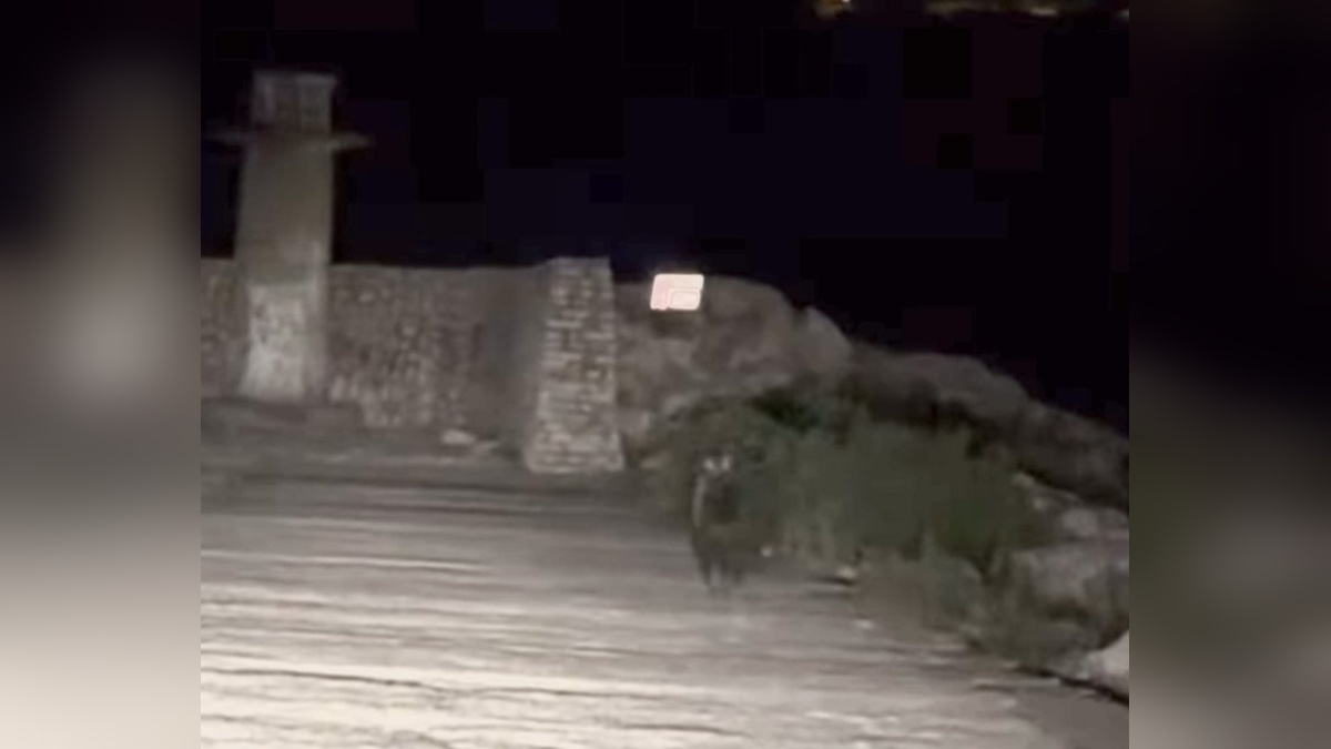 Kurucaşile limanında yavru bozayı görüldü