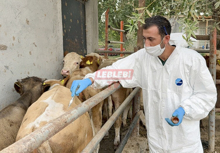 20250906 2 70653772 116761450