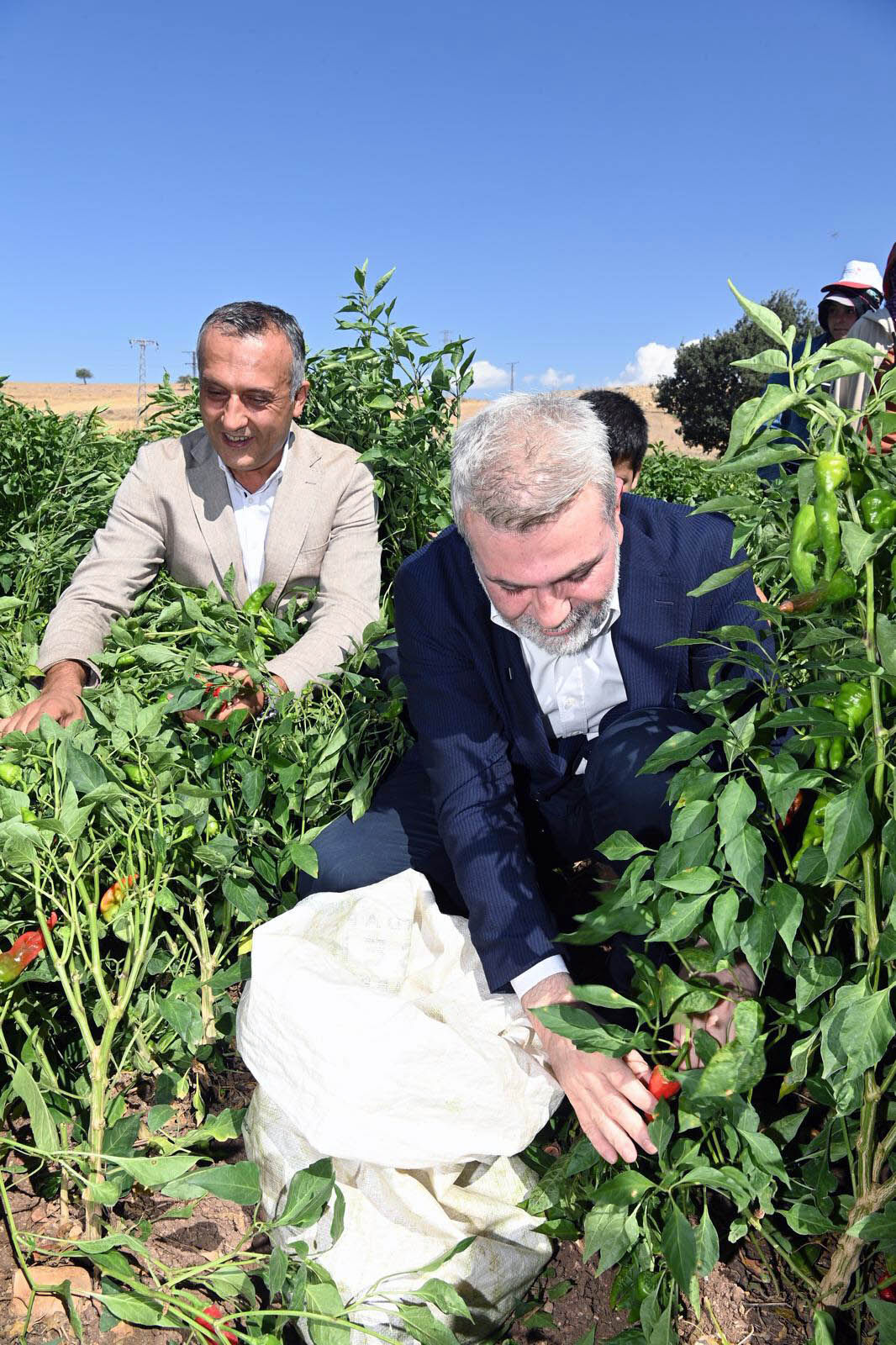 Maraş Biberi Hasadı (9)