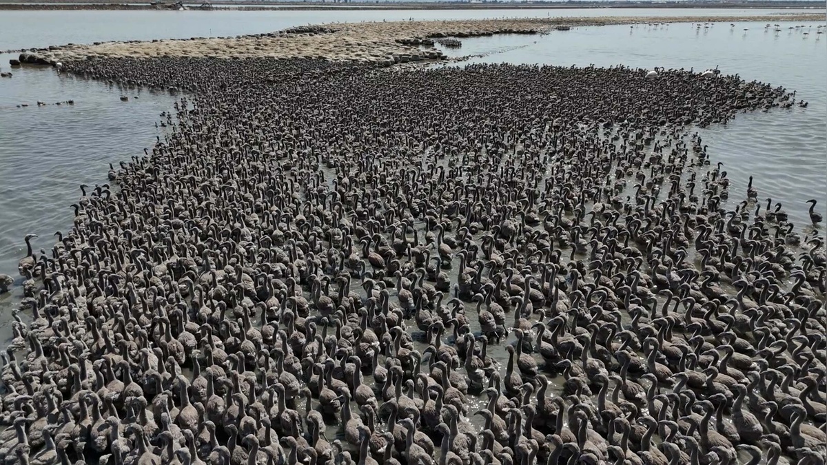 İzmir Kuş Cenneti'nde 13 bin flamingo yavrusu dünyaya geldi