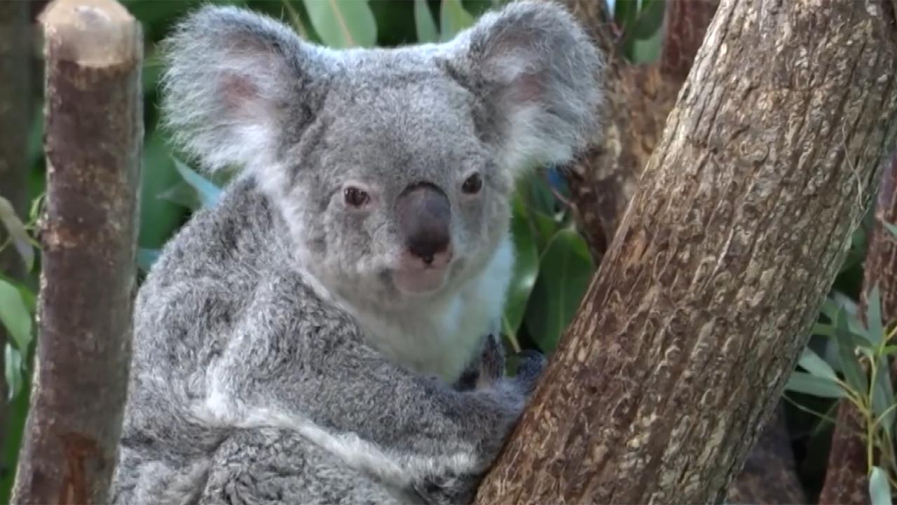koala-trt-haber-1498663.jpg