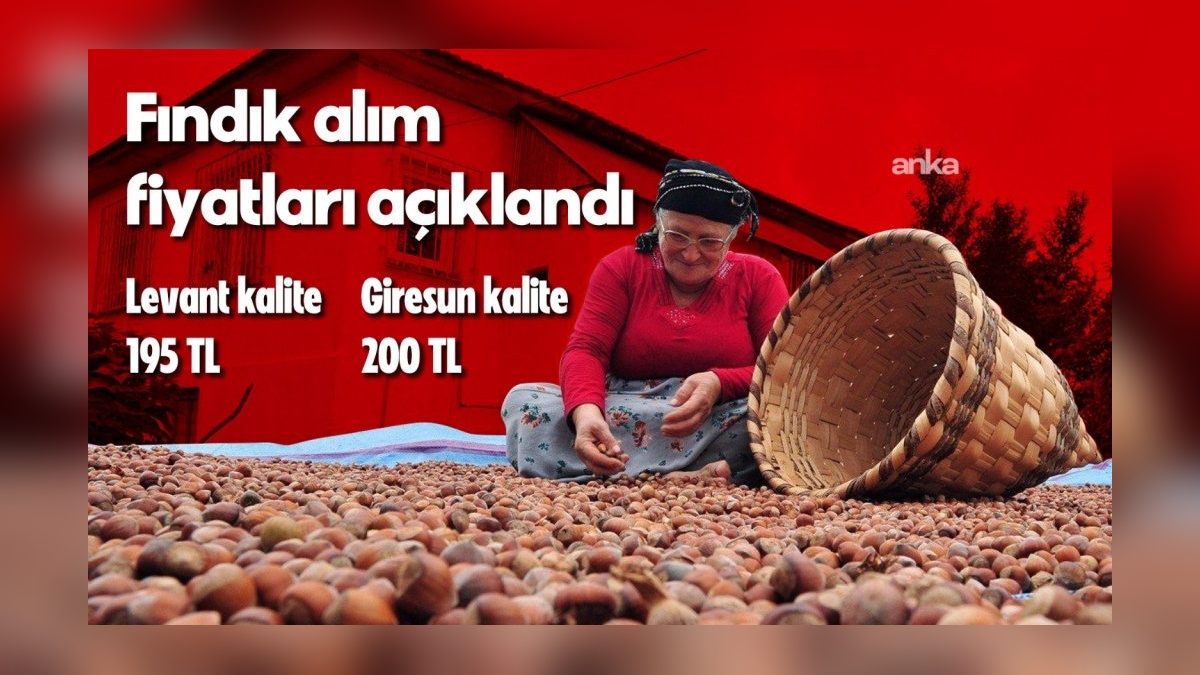 TMO, 2025/2026 Fındık Alım Fiyatlarını Açıkladı: Giresun Kalitesi 200 TL/Kg