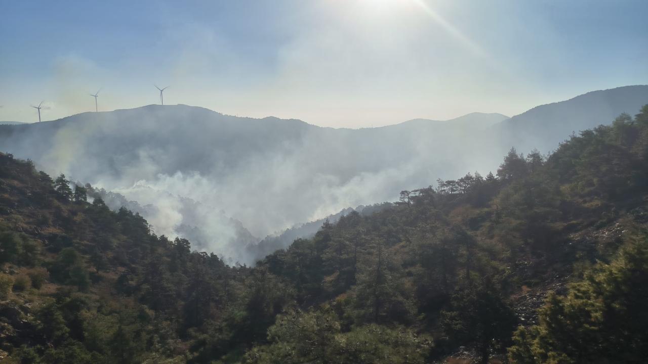hatay-orman-yangini-2277518.jpg