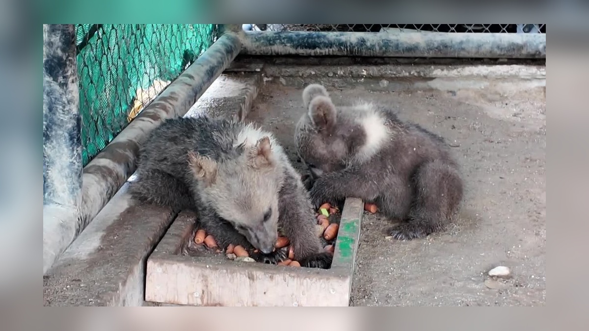 Tarsus Doğa Parkı'nda yeni doğanlar: Lemur, geyik, zebra ve ayı yavruları parka renk kattı