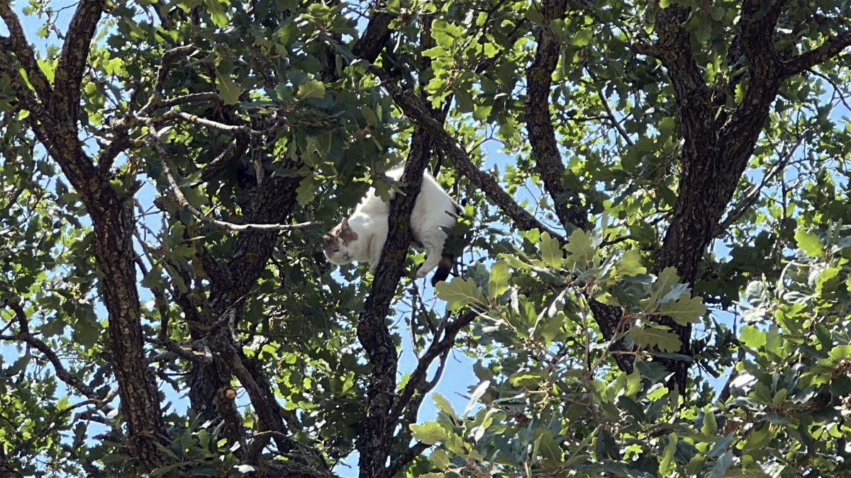 Edirne'de ağaca çıkan kedi, Vali Sezer'in yardımıyla kurtarıldı