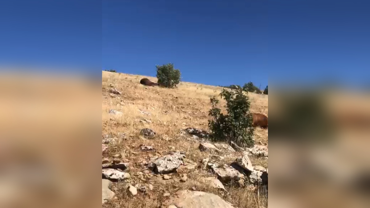 Batman'da 7 yılkı atı vurularak öldürüldü