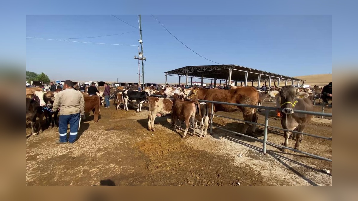 Yozgat'ta şap hastalığı tedbiri: Canlı hayvan pazarları kapatıldı