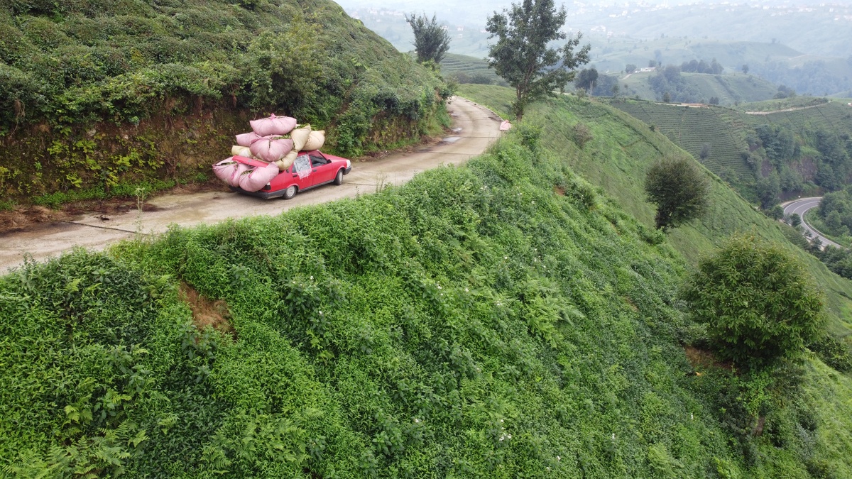 Rize'de çiftçi, 700 kiloluk çayı arabasıyla taşıyor