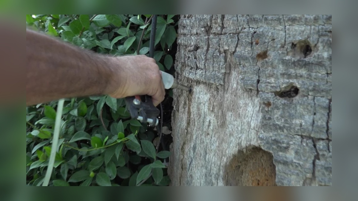 İzmir'de yapay zeka destekli sistemle 20 palmiye ağacı kurtarıldı