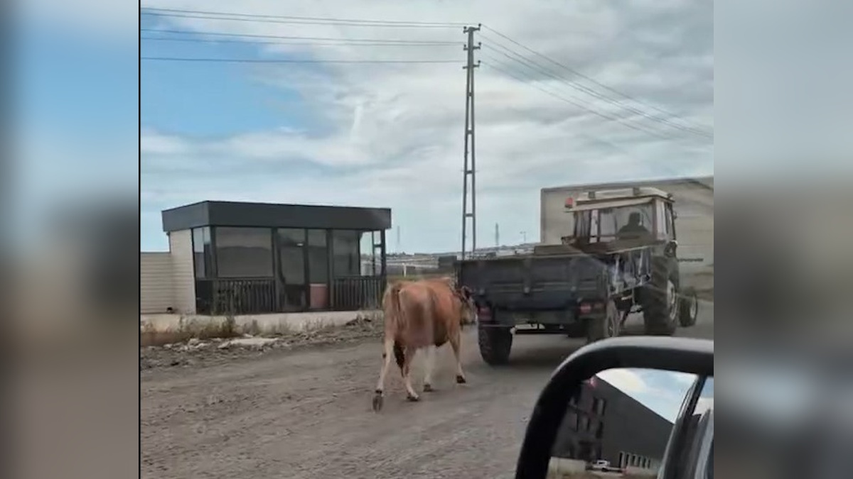 Samsun'da traktörle inek sürüklendi