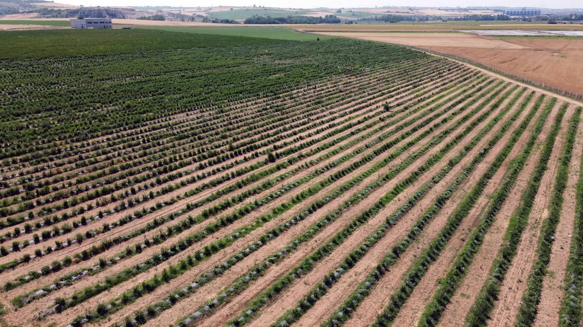 Edirne'de don olayı: Yaban mersini üreticisi yüzde 65 verim kaybı yaşadı
