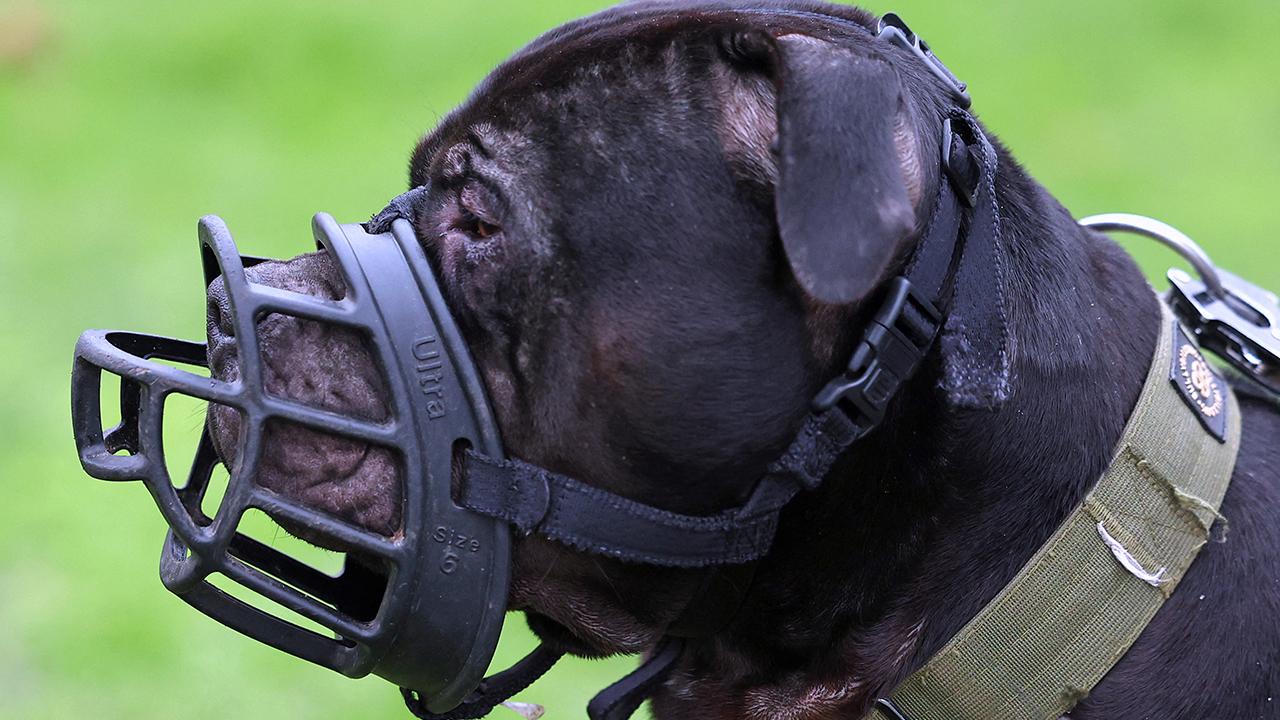 xl-bully-2313432.jpg