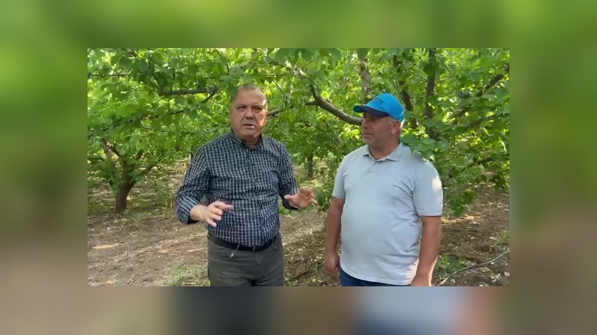 Isparta'da çiftçi Ali Maden'in parafin mucizesi: 2 milyon liralık kayısı kurtarıldı