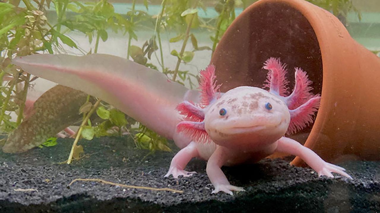 axolotls-2372452.jpg