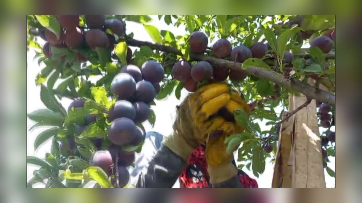 Iğdır'ın Anjelik eriği hasadı başladı: 60 ton ürün hedefleniyor
